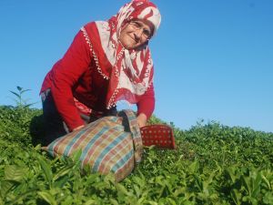 4. Sürgün Çay Alımları Başladı