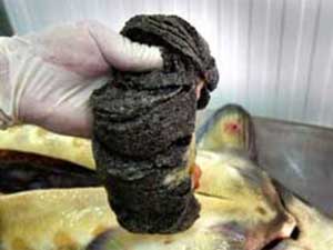 Kaçak’ta Son Nokta