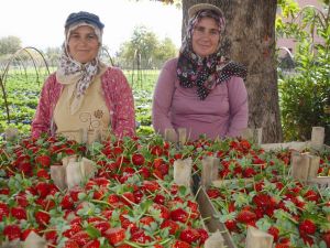 Çilekte Türkülerle İlk Hasat Yapıldı