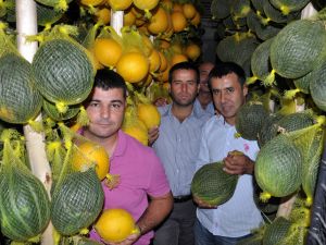 Yataktaki Kavunun Kilosu 3 Lira