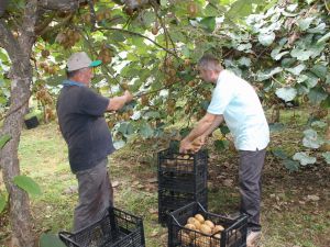 “fındık Bahçelerini Kesmeyin”
