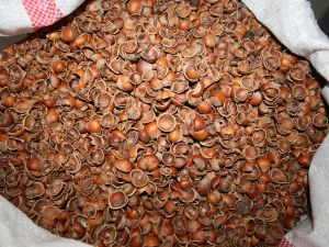 Fındık Kabuğunun Çuvalı 17.5 Tl