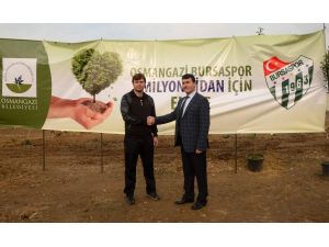 Bursaspor Fidan Dikti