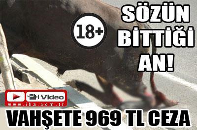 Vahşete 969 TL Ceza