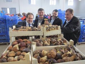 Çanakkaleden Dünyaya Mantar İhracatı