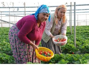 Mersinde Çilek Hasadı Başladı