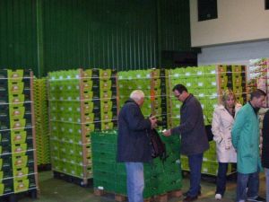 Bursa’da Kivi Üretimi Yaygınlaşıyor