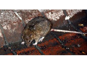 Yaralı Fare Yolunu Şaşırdı