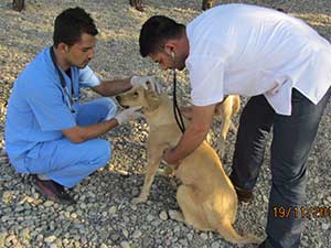 Sokak Hayvanları Rehabilitasyonu Devam Ediyor