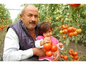 İhracat Çıkmazı Domates Üreticisini Vurdu