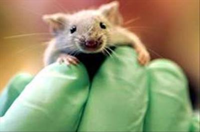 Strese Niyet, Kelliğe Kısmet