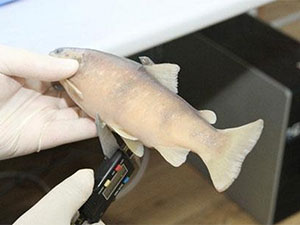 4 Yeni Tür Keşfedildi 