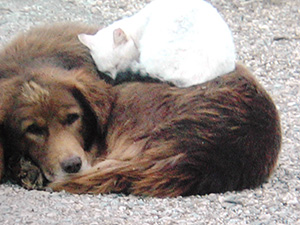 Kedi-Köpek Dostluğunun En Güzel Fotoğrafı