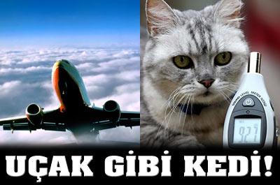 Uçak Gibi Kedi!