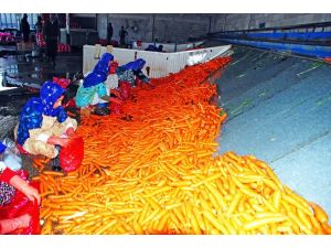 Havuç Üreticisi Destekleme Primi İstiyor