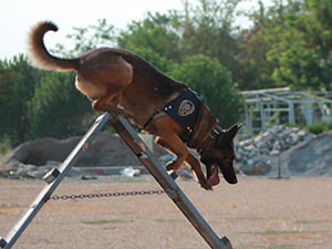 Torbacılara Eş Zamanlı Operasyon: 10 Gözaltı