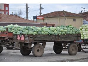 Lahana Üreticisi Perişan