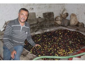 Saruhanlı’da Zeytin Hasadı Sürüyor