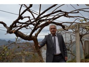 Ordu Kabadüz’ün Yeni Geçim Kaynağı Kivi