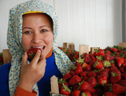 Çilek İhracatı 300 Milyon Tlye Ulaştı