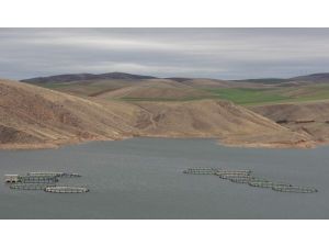 Kırşehir’in İlk Alabalık Çiftliği Ürün Vermeye Başladı