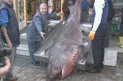 Marmara Denizinde 4 metrelik Jaws yakalandı