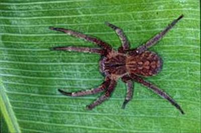 Bir Isırığa Dört Saat