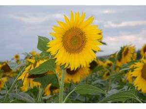 Bazı Ürünler Tüik Verilerine Göre Desteklenecek