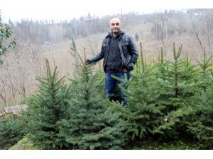 Ordu’da Mavi Ladin Yetiştiriciliği Artıyor