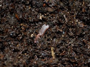 (Özel Haber) Türk Tarımını ‘kırmızı Kaliforniya Solucanları’ Kurtaracak