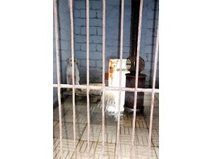 Barınaklarda Hayvanlar Soba Yakılarak Isıtılıyor