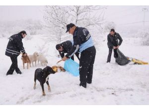 Sokak Hayvanlarına Belediye Şefkati