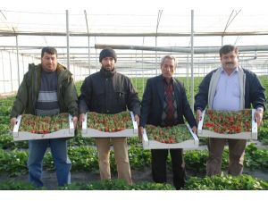 Örtü Altı Çilek 3.50 Tl’den Alıcı Buluyor