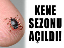 Kene Sezonu Açıldı  