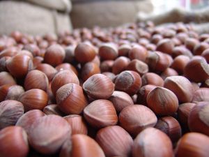 Sanayici Ve İhracatçıların Fındık Fiyatlarını Ortak Belirledikleri İddiaları Asılsız Çıktı