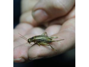 (Özel Haber) Hamam Böceğini Ticarete Dönüştürdüler