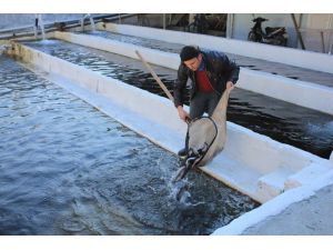 Yem Katkı Maddeleri Kontrol Altına Alınsın Talebi