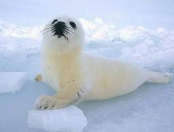 Yavru Fok Denize Bırakıldı