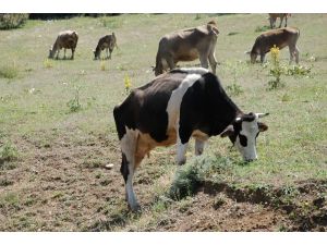 Yem Fiyatı Arttı, Et Fiyatları Düştü