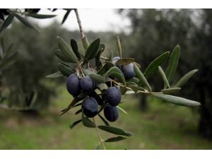 (Özel Haber) İmralıdan 60 Ton Zeytin, 3 Ton Yağ Çıktı