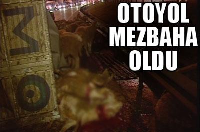 TEM yolu mezbahaya döndü 