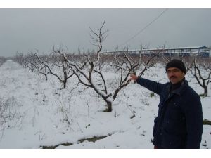 Kar Yağışı Kiraz Üreticisinin Yüzünü Güldürdü