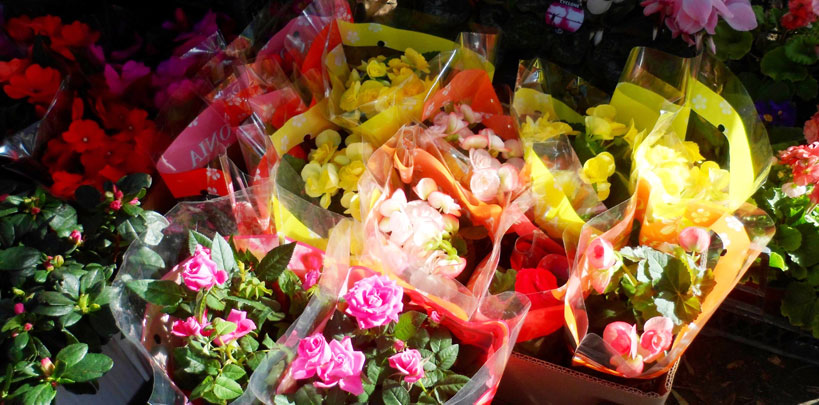 Sevgililer Günü İçin Çiçek Çaldılar