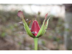 Gül, Sevgilinin Elini Yakacak