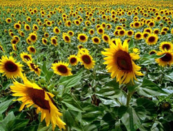 Ayçiçek Sapı Ekonomiye Kazandırılıyor