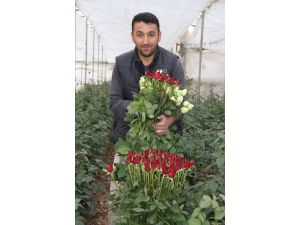 Gül Üreticileri Üzgün