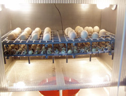 Protein Deposu Bıldırcın Yumurtası