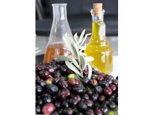 (Özel Haber) Zeytincilikte Dünyaya Örnek Olacak Proje