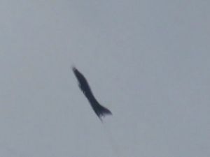 Suriye’de Muhalifler Savaş Uçağını Düşürdü