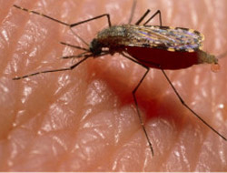 Sivrisineklere Karşı Yeni Silah